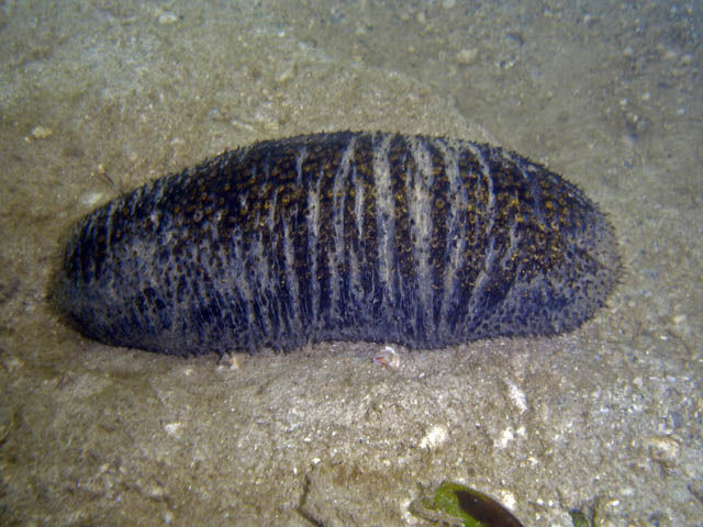 Holothuria scabra